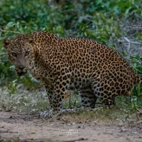 Udawalawe National Park Safari (1)