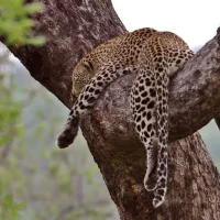 Udawalawe National Park Safari (1)