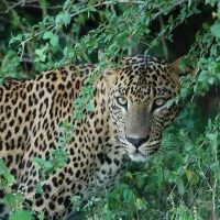 Udawalawe National Park Safari (1)